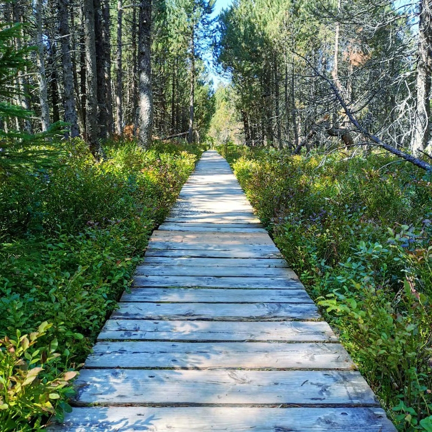 Lachscheune – Persönlichkeitsentwicklung/Entspannung – Menschen im Wald