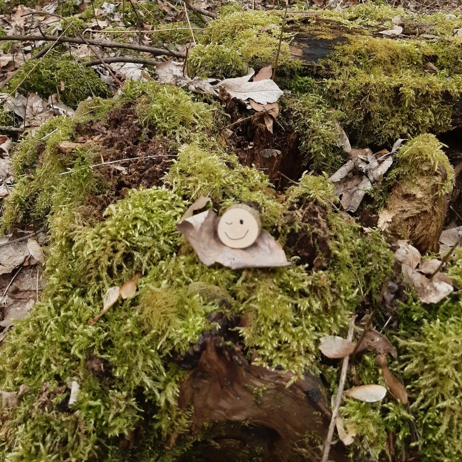 Lachscheune – Persönlichkeitsentwicklung/Entspannung – Wald